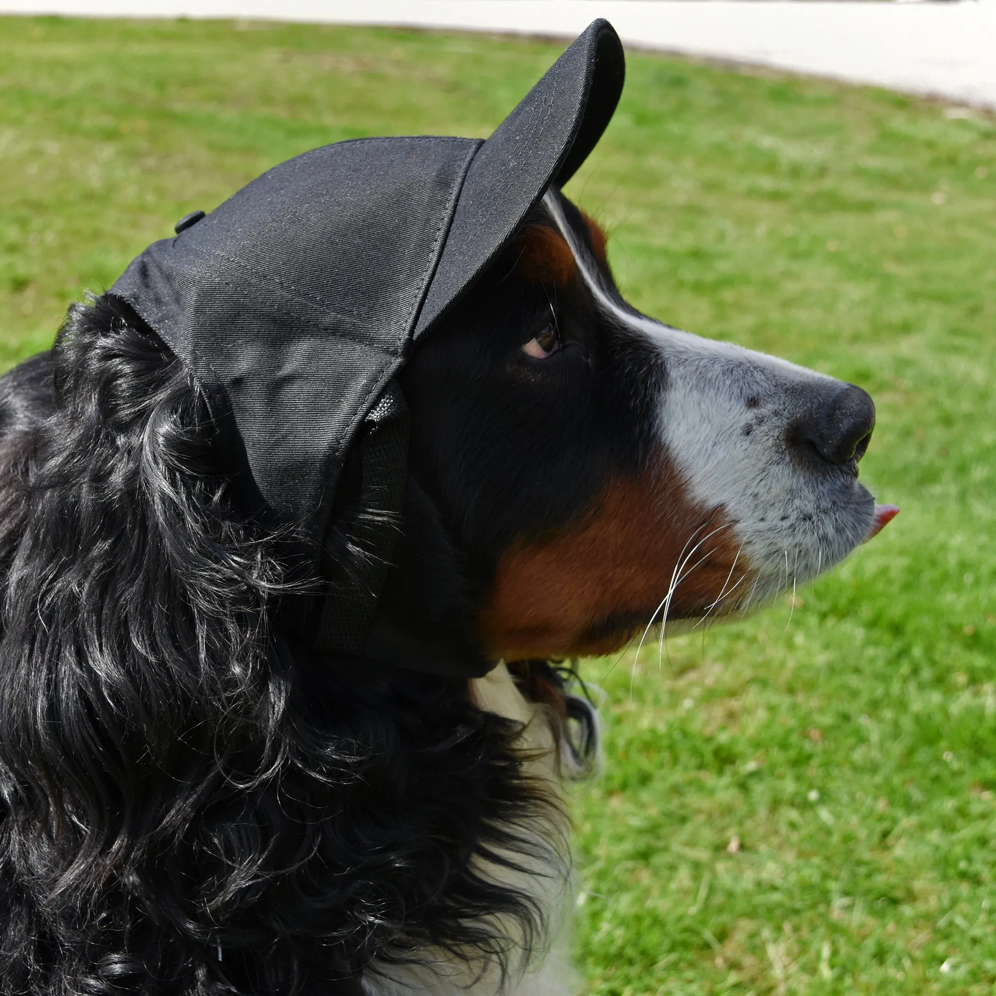 Boston Bruins Pet Baseball Hat
